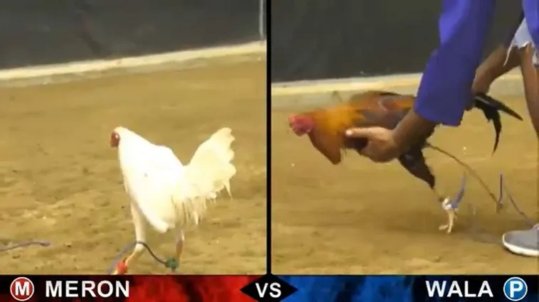 Khám Phá Cách Chơi Đá Gà Sabong Tại 123B Từ Các Chuyên Gia 2 Khám Phá Cách Chơi Đá Gà Sabong Tại 123B Từ Các Chuyên Gia